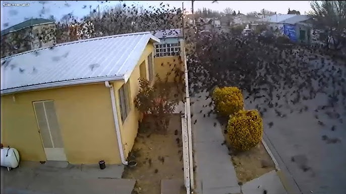 Misteri i mijera Zogjeve te rene nga Qielli ! (Ngjarje Misterioze te kapura ne kamera!) (VIDEO)