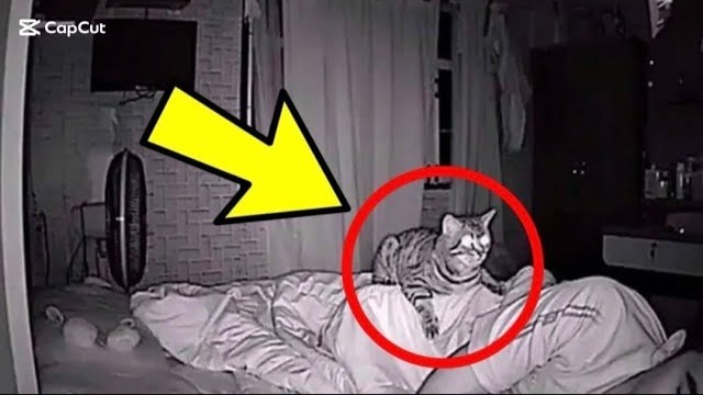 Macja nuk ndalon së vështruari babain gjatë gjithë natës. Babai kontrollon videon dhe kupton pse (VIDEO)