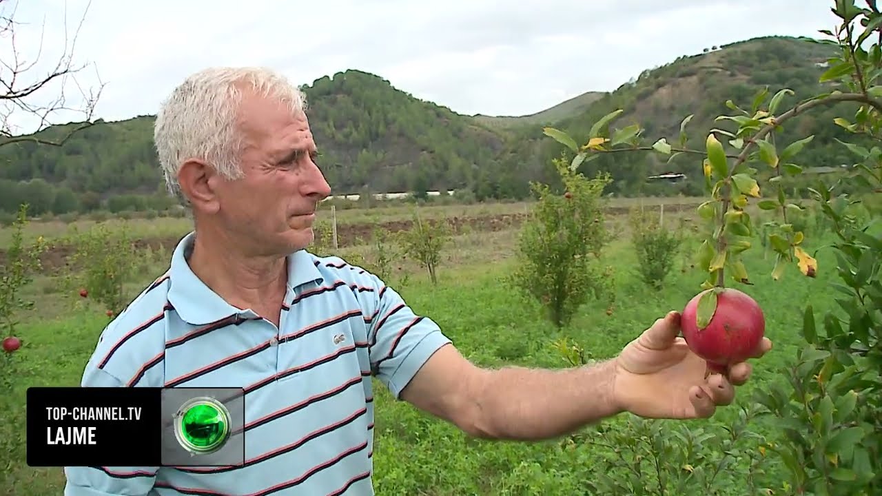Jo vec viça me dy kokë/ Çudia e MADHE, fermeri nga Elbasan mbolli 480 rrënjë shegë, vë duart në kokë kur shef çfarë i mbin (VIDEO)