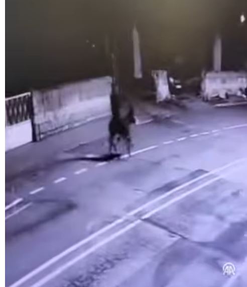Çudirat s’kanë fund/ I riu vjedh argjendarinë, pas grabitjes largohet me gomar! (VIDEO)