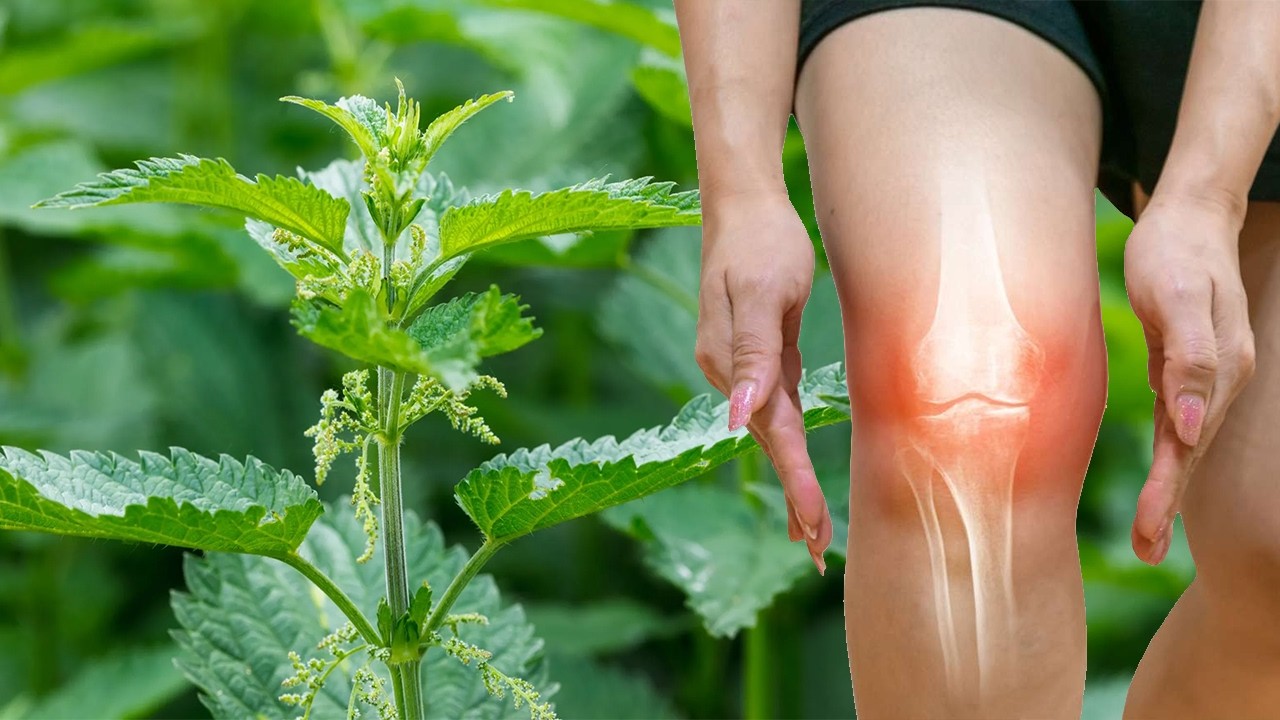 Hithra, “sekreti” që kuron dhimbjen e kockave përgjithmonë, ja si ta përdorni (VIDEO)