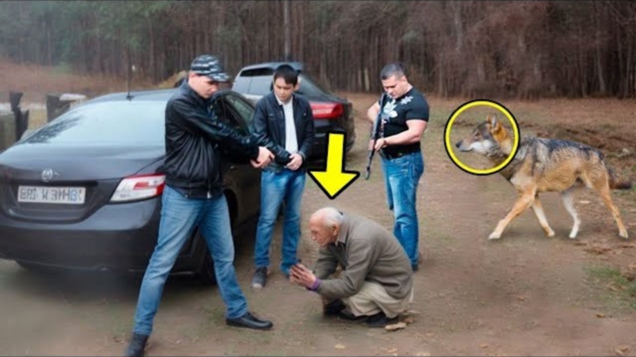 Mafiozët sulmuan plakun e gjorë por më pas u shfaq një ujkë. Ajo që bëri ujku është e pabesueshme! (VIDEO)
