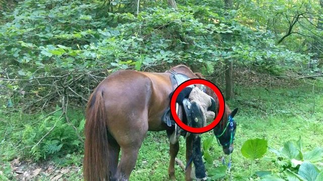 Alpinistët shohin një kalë të vetmuar në pyll. Shpërthejnë në lot kur shohin se çfarë mban brenda…(VIDEO)