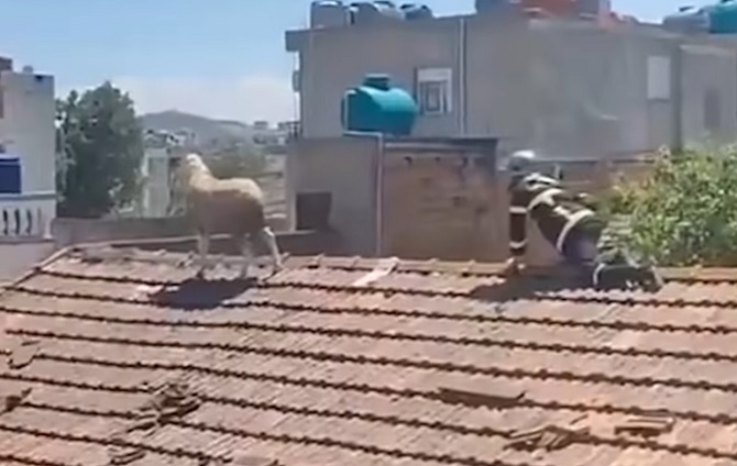 E PABESUESHME/ Delja ngjitet në çati për t’i shpëtuar therjes për Kurban Bajram..!(VIDEO)